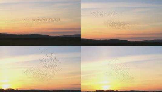 夕阳下空中飞行的鸟群高清在线视频素材下载
