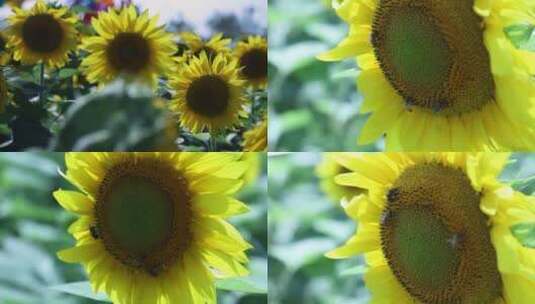 航拍种植向日葵高清在线视频素材下载