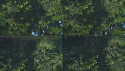 树叶在水中的倒影，唯美水面树影4k视频高清在线视频素材下载