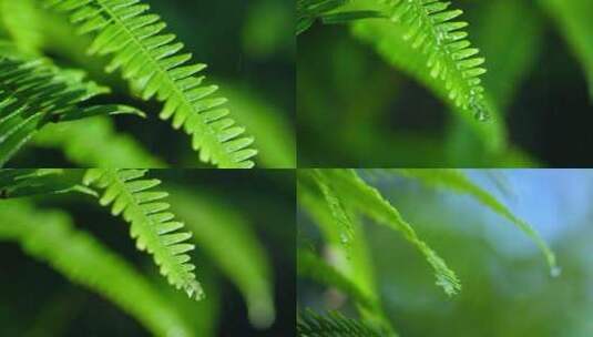 森林绿色植物雨中水滴滴落慢镜头视频素材高清在线视频素材下载