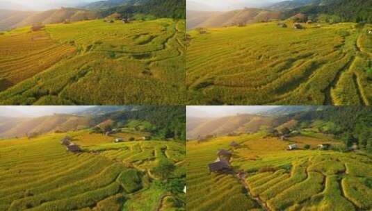 自然稻田水稻丰收高清在线视频素材下载