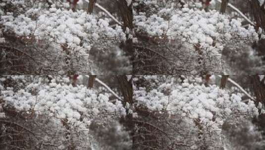 松针上的积雪像扇面一样美丽高清在线视频素材下载