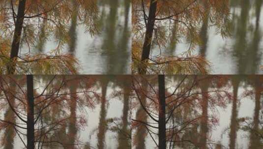秋天树木树叶黄叶湖畔湖边波光粼粼高清在线视频素材下载