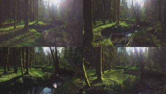 4K树林森林草原河流雨林夏日春季春天夏天高清在线视频素材下载