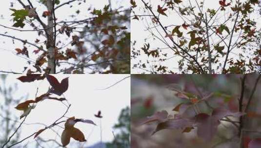 广州天河火炉山枫叶枫树叶高清在线视频素材下载