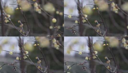 黄色的梅花傲雪开放高清在线视频素材下载