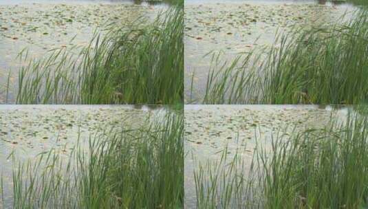 湖边水草风吹芦苇大河江河江边湖泊湖畔岸边高清在线视频素材下载