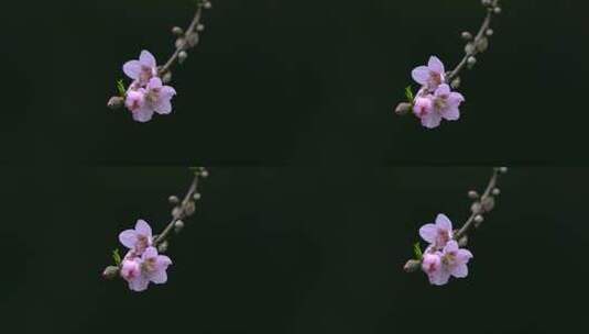 桃花桃花林桃花源高清在线视频素材下载