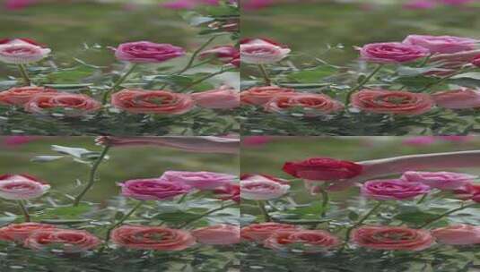 粉色玫瑰高清在线视频素材下载