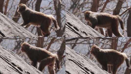 连云港花果山景区的猴子高清在线视频素材下载