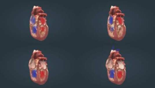 心脏心血管系统人体器官心脏功能动画泵血高清在线视频素材下载