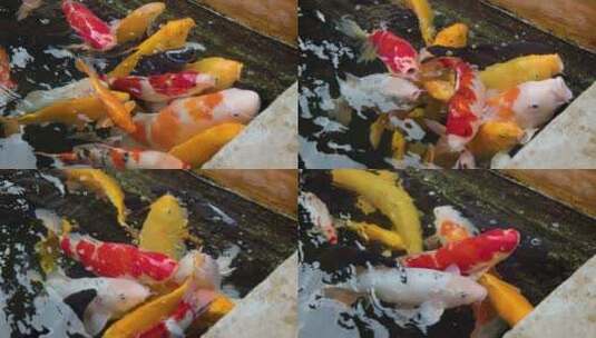 游客喂食水池里的锦鲤8k实拍素材高清在线视频素材下载