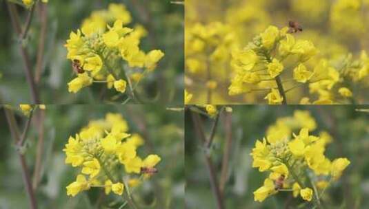 春天油菜花丛中蜜蜂采蜜升格慢镜特写高清在线视频素材下载