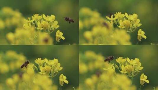 蜜蜂与油菜花高清在线视频素材下载
