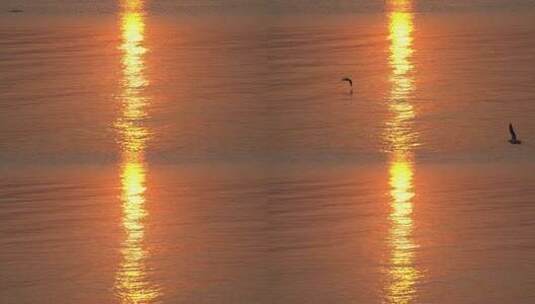 海鸥大海夕阳高清在线视频素材下载