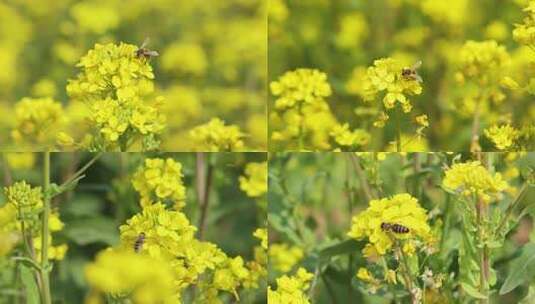 油菜花蜜蜂高清在线视频素材下载