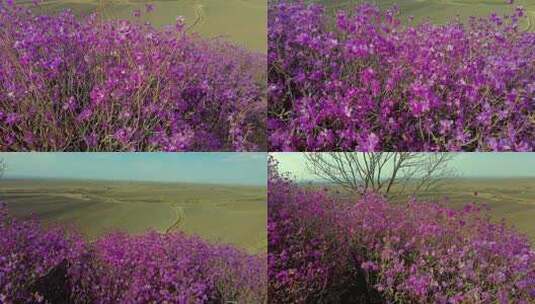 野山达子香高清在线视频素材下载