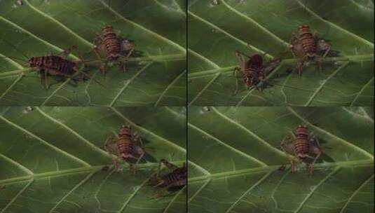 树叶上的蟋蟀高清在线视频素材下载