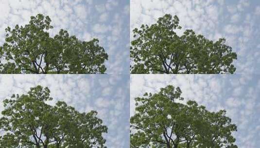 阳光下摇晃的树木4K高清在线视频素材下载