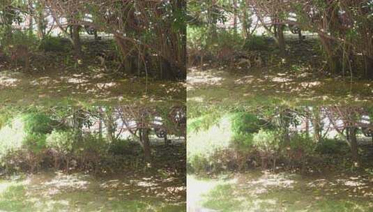 夏天公园草丛里的流浪猫高清在线视频素材下载