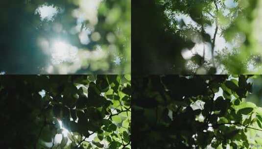阳光穿透树叶缓慢的掠过高清在线视频素材下载
