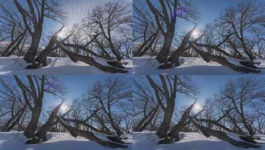 4K吉林冬天雪景四方顶枯树蓝天雪景延时高清在线视频素材下载