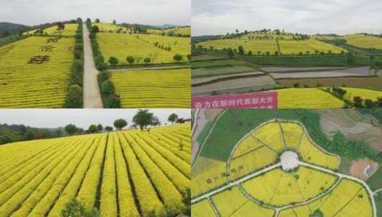 贵州黄金芽茶叶高清在线视频素材下载