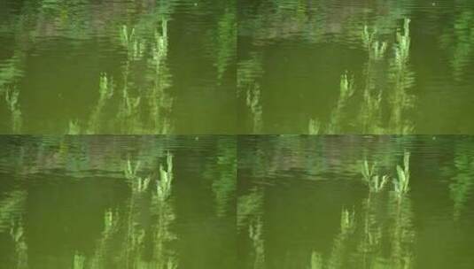 江南的绿 绿色 植物 森林 4K 倒影 green高清在线视频素材下载