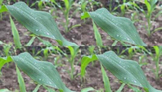 绿色玉米叶叶子高清在线视频素材下载