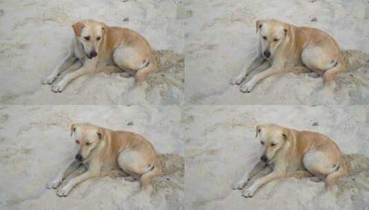 一只狗在白沙上休息高清在线视频素材下载