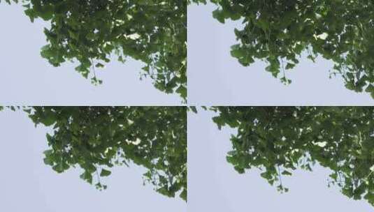 银杏叶夏日阳光蓝天树叶随风摆动高清在线视频素材下载