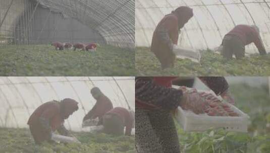 地拍辽宁丹东大棚果农采摘草莓高清在线视频素材下载