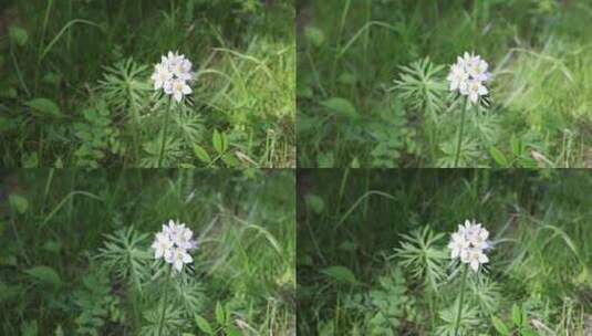 野生药用植物银莲花高清在线视频素材下载