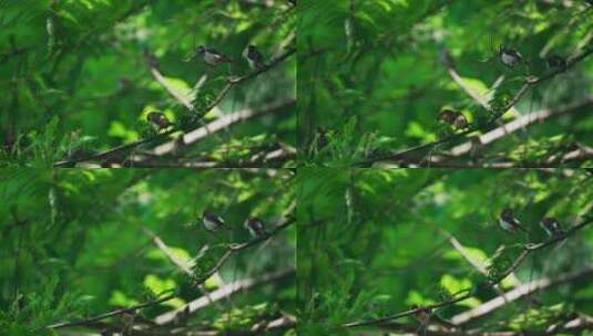 森林树梢小鸟高清在线视频素材下载