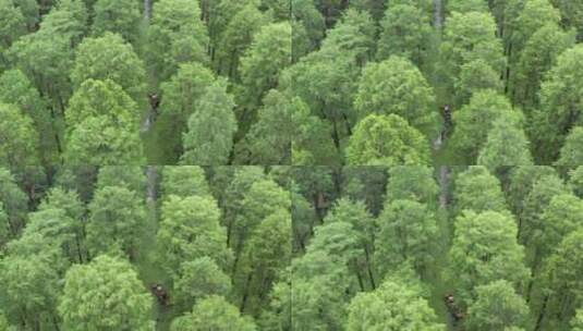 扬州渌洋湖水上森林风光高清在线视频素材下载