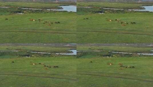 湿地河畔马群高清在线视频素材下载