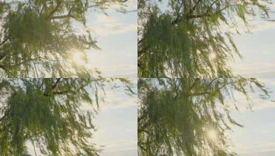 柳树在被阳光照射下随风摆动高清在线视频素材下载