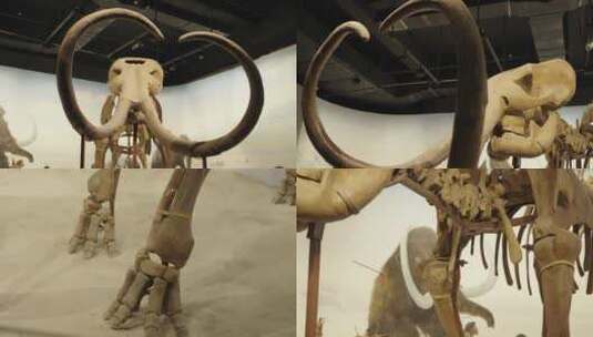 古生物博物馆展示的猛犸象化石高清在线视频素材下载