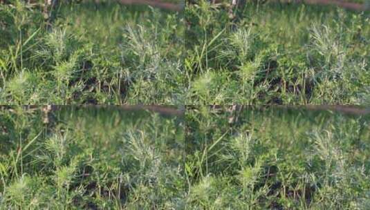 野生植物：艾蒿高清在线视频素材下载