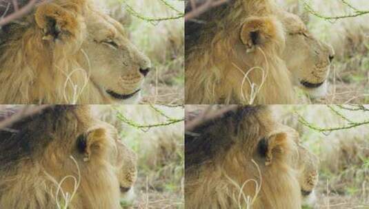博茨瓦纳卡拉哈里中部野生动物保护区白天在草原上放松的狮子的侧视图。关闭高清在线视频素材下载