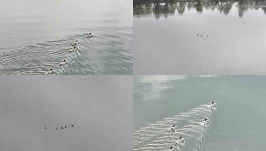 水面上游泳的水鸭子合集高清在线视频素材下载