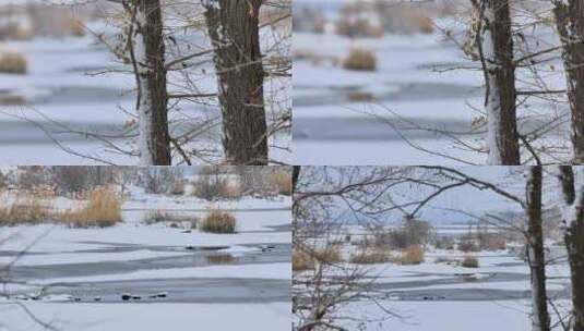 冰雪覆盖下的北方原野高清在线视频素材下载