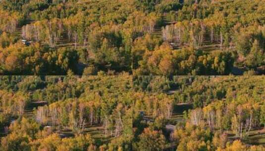 航拍秋天的树林高清在线视频素材下载