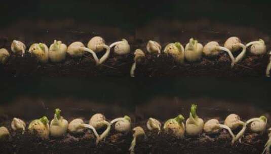 幼苗破土而出 生长的植物 种子成长高清在线视频素材下载