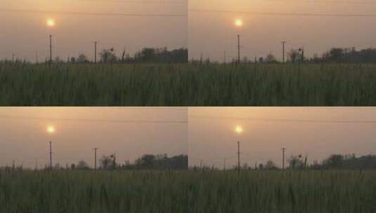 农村傍晚田野电线杆夕阳太阳小麦高清在线视频素材下载