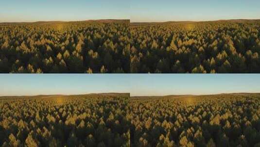 航拍中国最大集中连片沙地樟子松林带高清在线视频素材下载