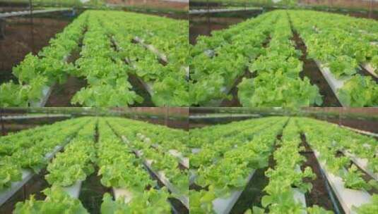 有机蔬菜青菜无公害种植培育高清在线视频素材下载