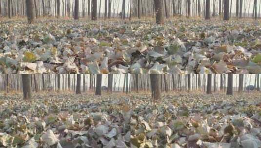 冬日落满枯叶树林高清在线视频素材下载