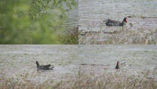 野生水鸟 保护动物 红骨顶鸡 水秧鸡觅食高清在线视频素材下载