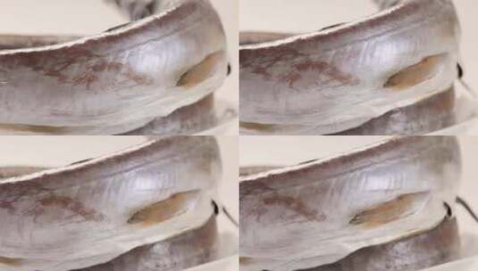 野生海鳗鳗鱼干高清在线视频素材下载